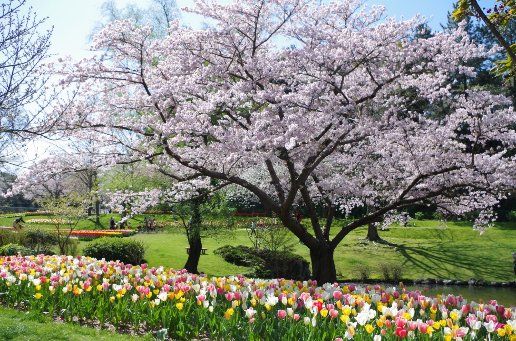 桜とチューリップの庭園