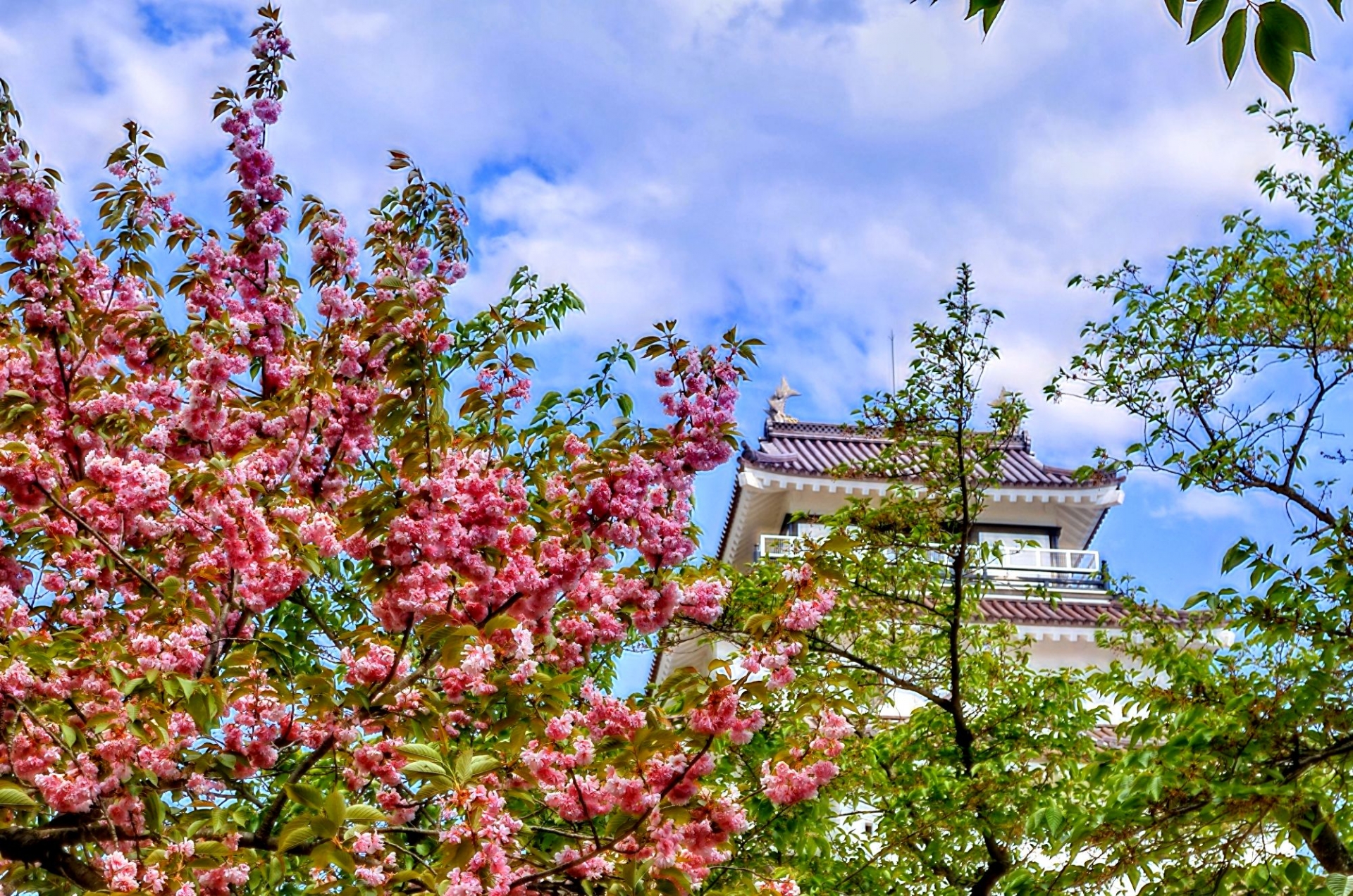 会津桜からのぞく春の鶴ヶ城