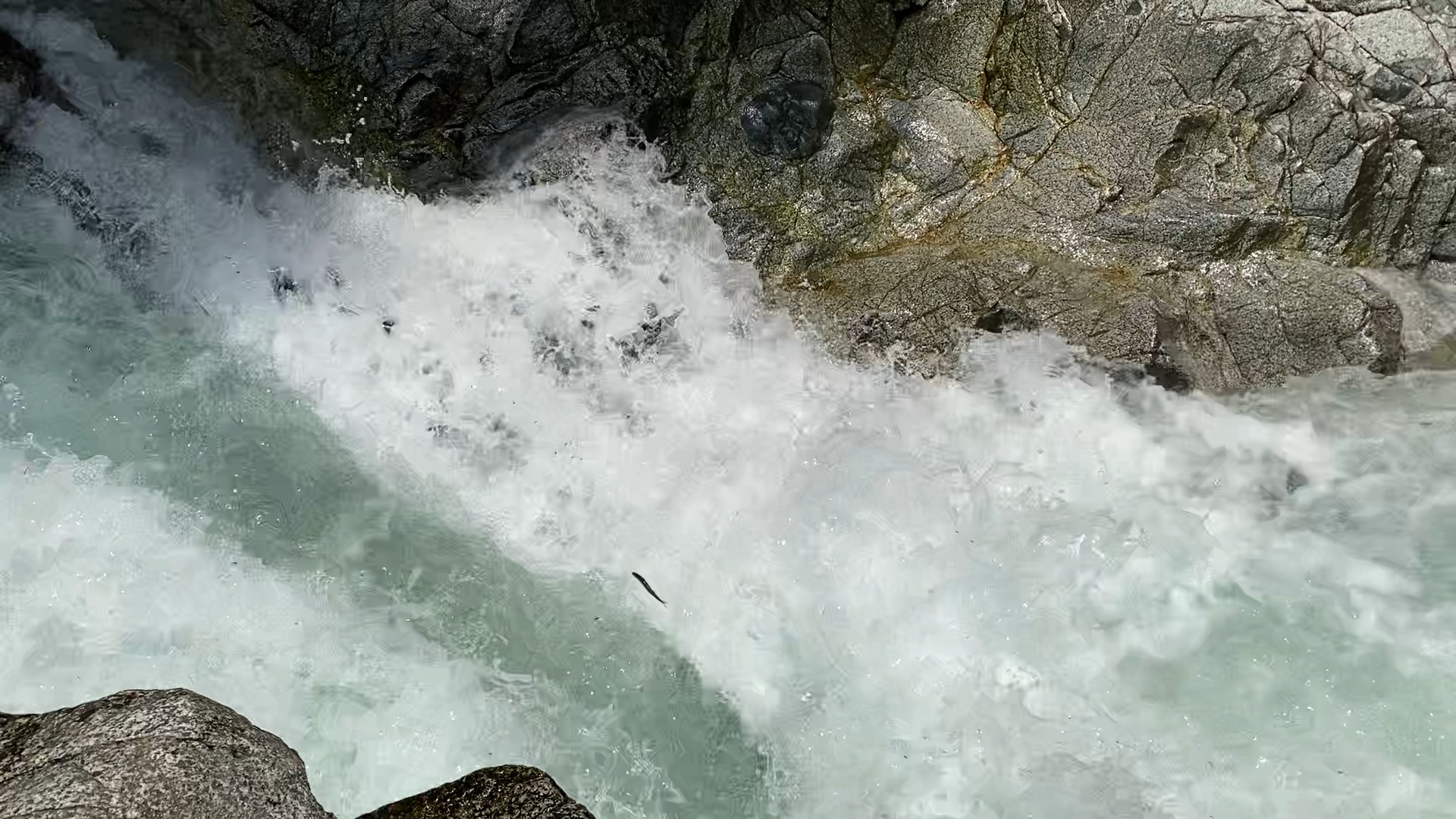 鮎滝で跳躍する鮎