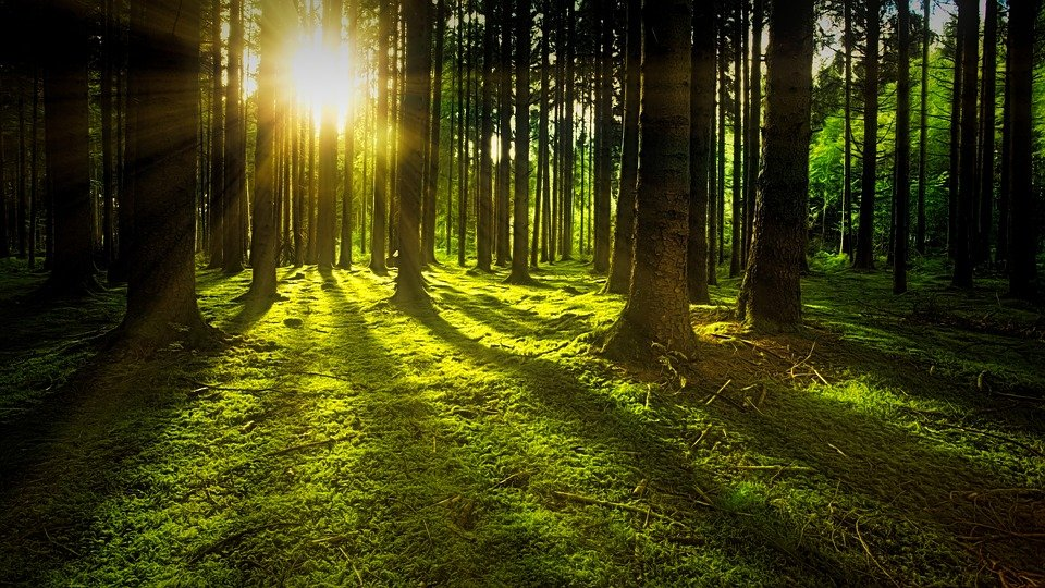 森林と太陽光線