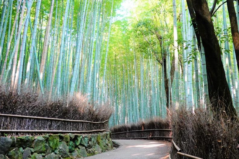 京都嵐山の竹林の小径
