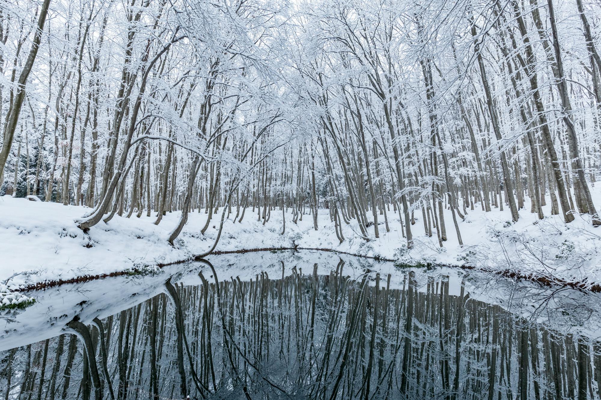 雪景色の中の美人林