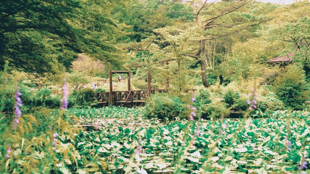 六甲高山植物園の夏のハス