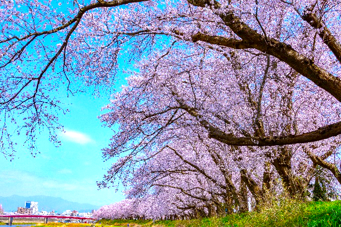 足羽川の満開の桜並木