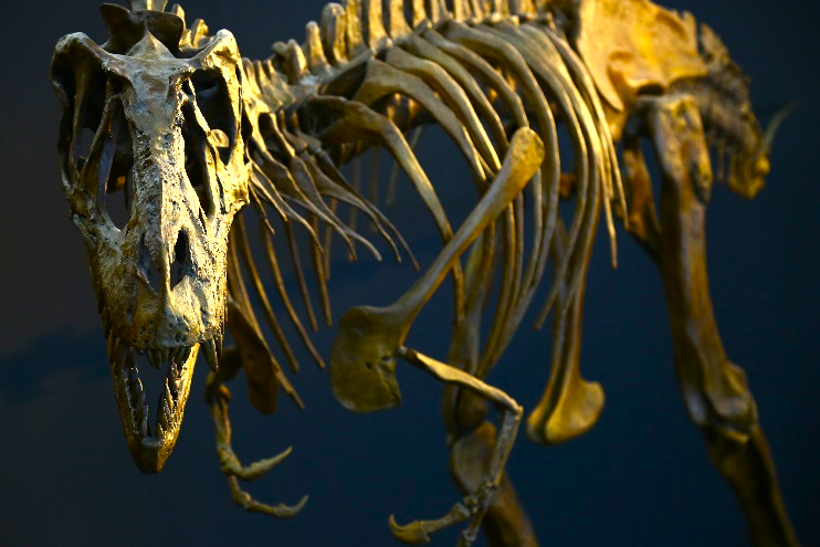 ダイナミックな恐竜骨格の展示を鑑賞できる「福井県立恐竜博物館」