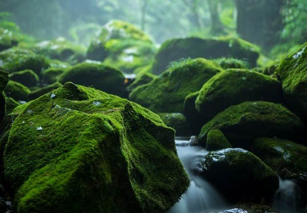 新緑と静かに流れる渓流