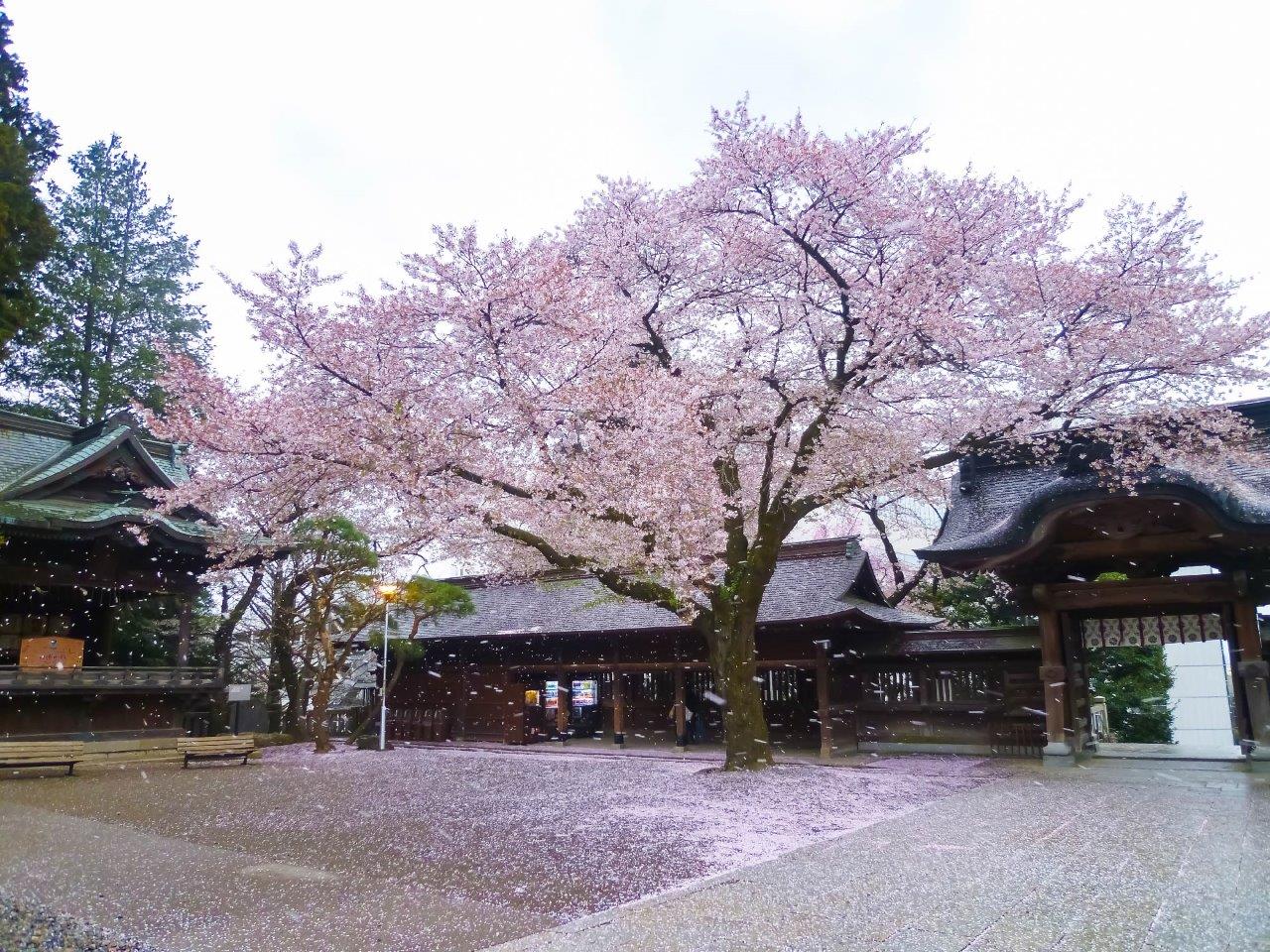 桜色に彩られた神社