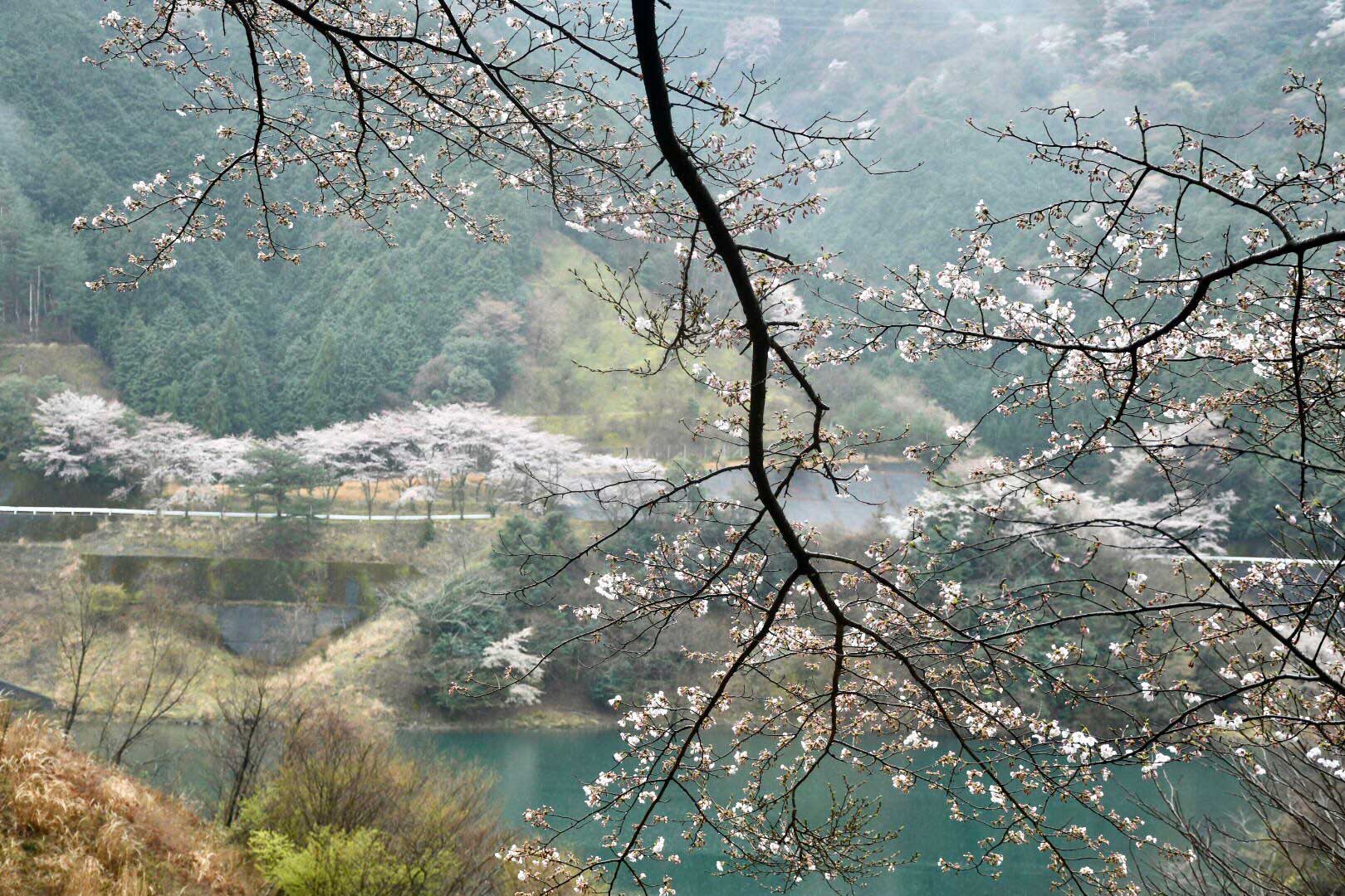 桜の季節の明神湖