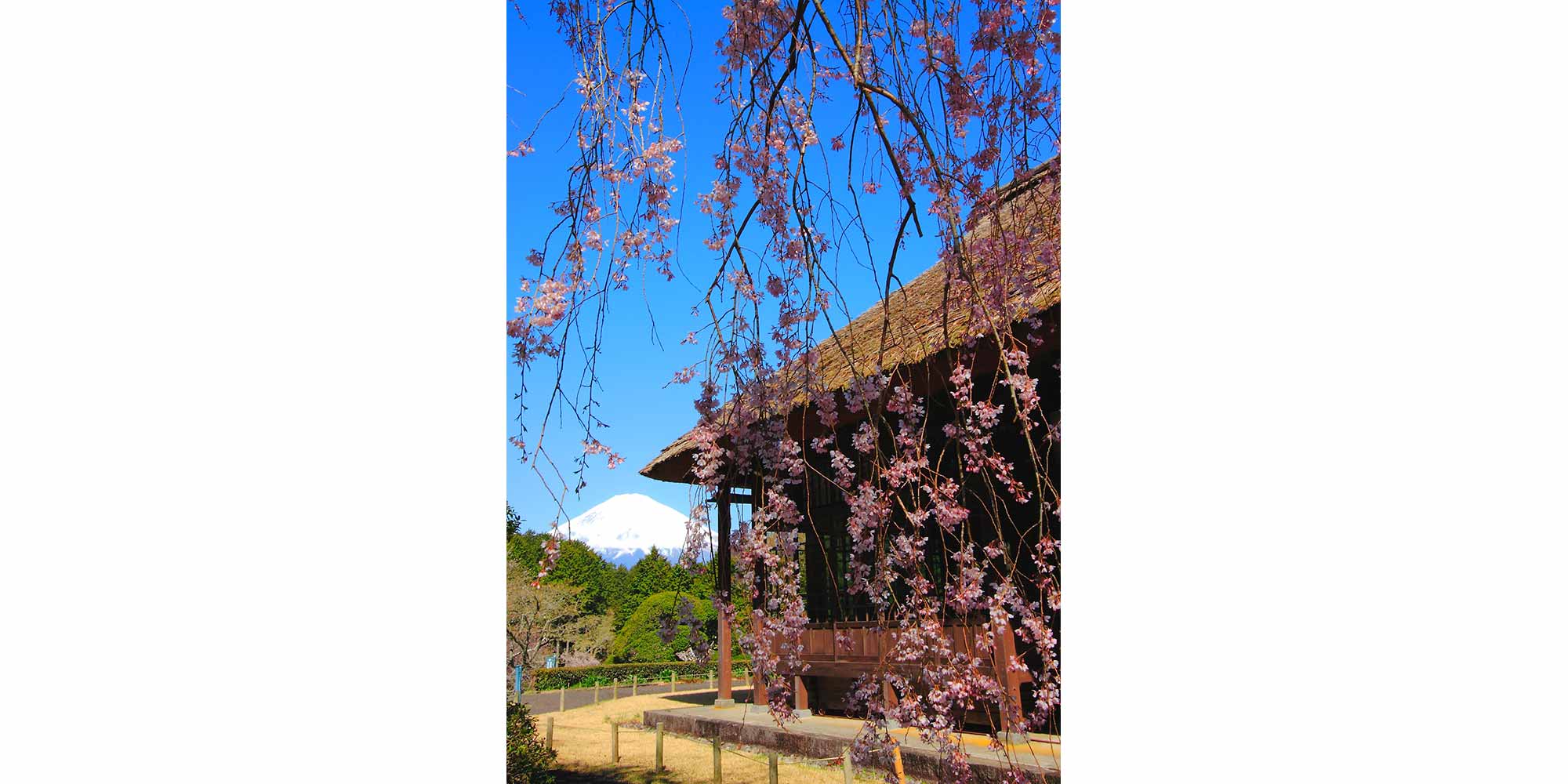春の枝垂れ桜