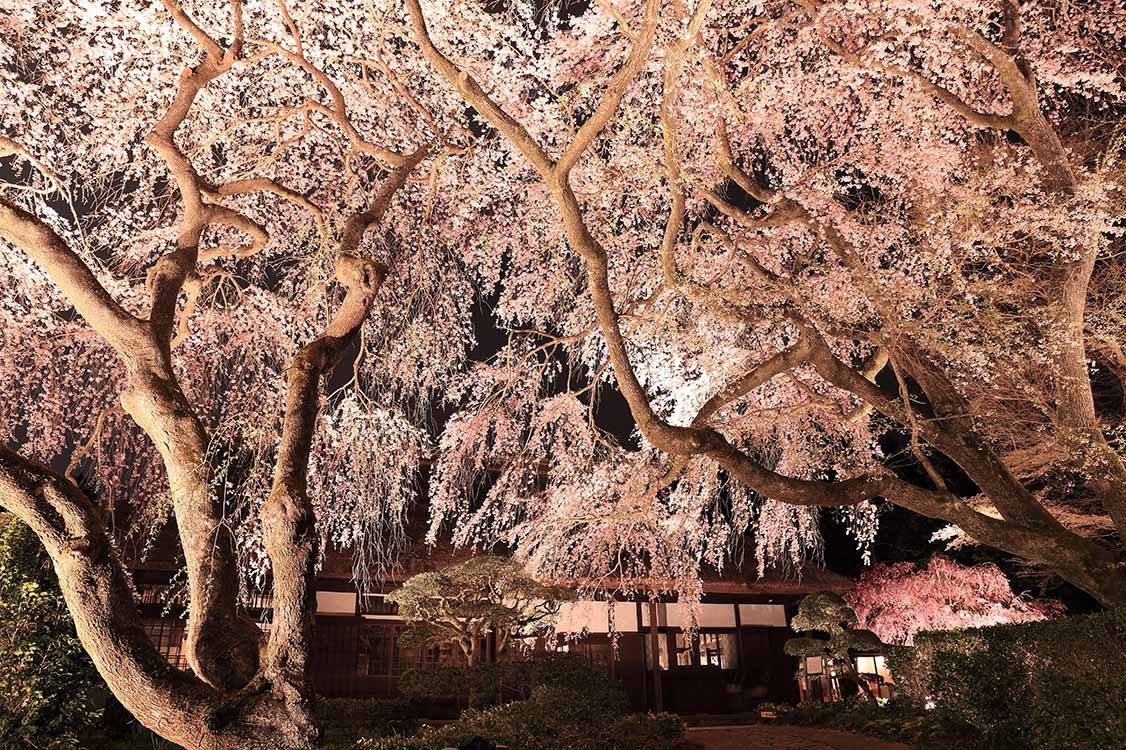 美しくライトアップされた桜