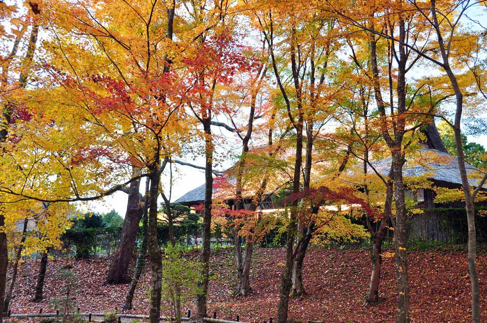 秩父宮記念公園の秋
