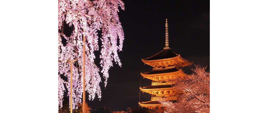 夜桜と東寺 五重塔