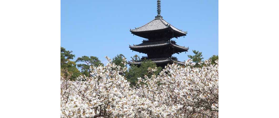 桜に映える五重塔