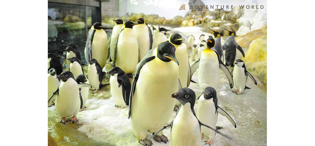 可愛いペンギンたち