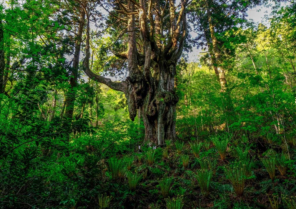 樹齢約800年 岩倉の乳房杉