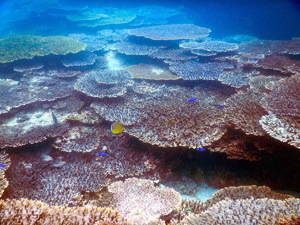 人気のダイビングスポット沖の島