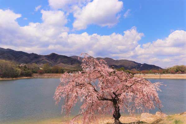 桜と北山湖