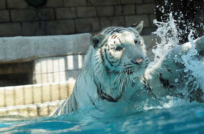 埼玉 東武動物公園のおすすめ見どころを徹底紹介 ホワイトタイガーは必見 夢旅