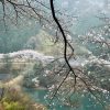 桜の季節の明神湖